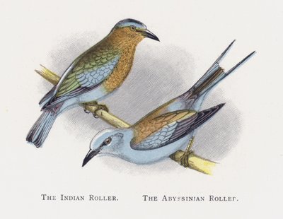The Indian Roller, The Abyssinian Roller by Alexander Francis Lydon